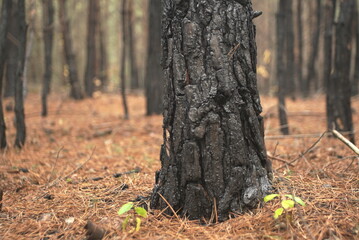 burnt tree bark after the fire