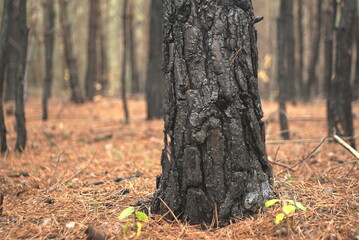 burnt tree bark after the fire