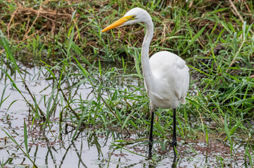 Fototapeta premium Great egret standing erect and poised to strike as it scans for potential prey amongst the shallow reeds