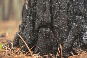 burnt tree bark close up 