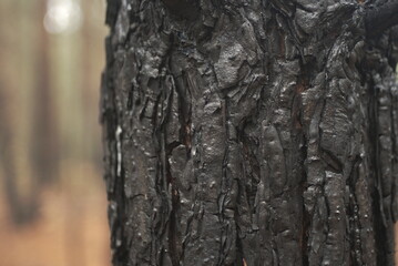 Obraz premium burnt tree bark close up 