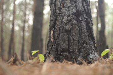 Obraz premium burnt tree bark after the fire