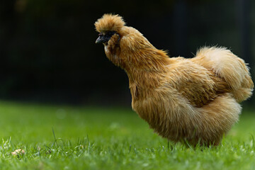 chicken in the grass
