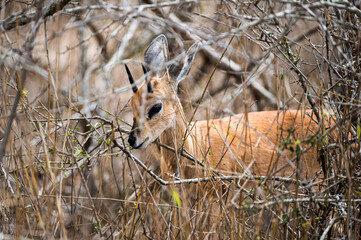 Lone Steenbok browsing fresh shoots in in dense dry undergrowth