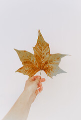 Mano sujetando una gran hoja seca de tonos marrones y verdes de caída de un árbol de arce en temporada otoñal sobre un fondo blanco
