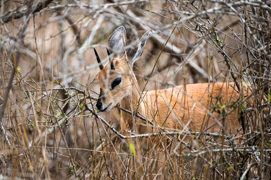 Lone Steenbok browsing fresh shoots in in dense dry undergrowth