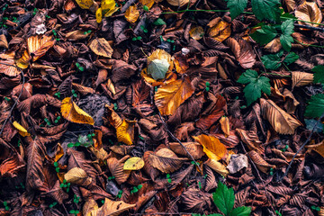 Autumn leaf fall. Maples and chestnut trees shed their leaves. Golden autumn.