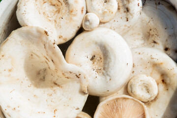 White Lactarius resimus mushroom genus Lactarius family Russulaceae. Natural background of raw peeled mushrooms, close-up.