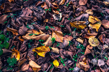 Autumn leaf fall. Maples and chestnut trees shed their leaves. Golden autumn.
