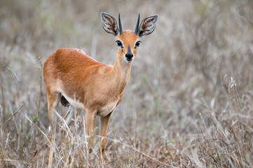 Naklejka na ściany i meble Steenbok in the open standing alert and staring at the human intrusion 