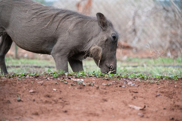 Warthog on her knees browsing from fresh shortly cropped grass