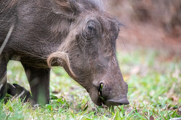 Portrait of a warthog on its knees grazing on shortly cropped fresh green grass