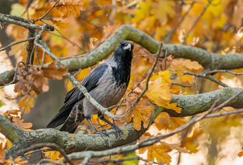 Hooded Crow (Corvus cornix) perched on Tree Branch in the Autumn Foliage with Fall Colours
