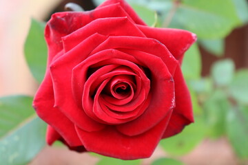 beautiful red rose