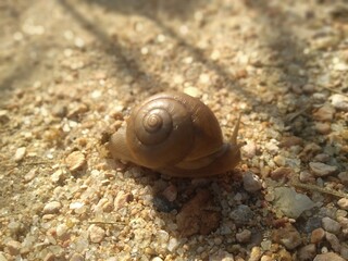 snail on the sand