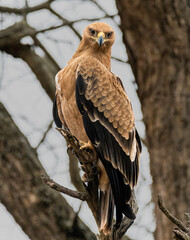 Tawny eagle regally perching close to the nest as it awaits the arrival of its partner 