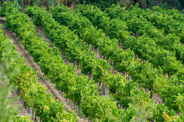 Fototapeta na wymiar Rows of ripe wine grapes plants on vineyards in Cotes de Provence near Collobrieres , region Provence, south of France