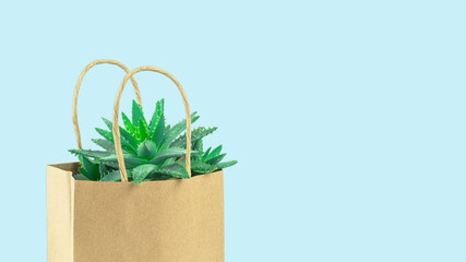 Cactus or succulent in an eco paper bag on blue. Environment friendly mock up. Florist sale or shopping. Greenery with copy space banner. Succulent aloe