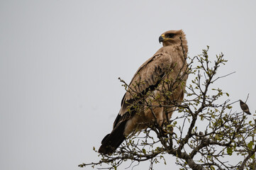 Tawny Eagle looking around for prospective prey