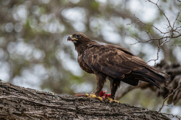 Lesser Spotted Eagle looking up momentarily while perched on a large horizontal tree branch feeding on fresh prey