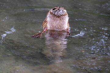 Fototapeta premium upside down duck in the pond