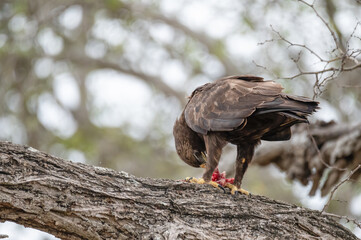 Lesser Spotted Eagle perched on a large tree branch as it feeds off a freshly killed prey