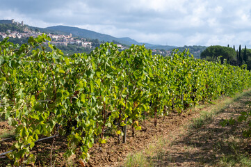Fototapeta na wymiar Rows of ripe wine grapes plants on vineyards in Cotes de Provence near Grimaud, region Provence, south of France