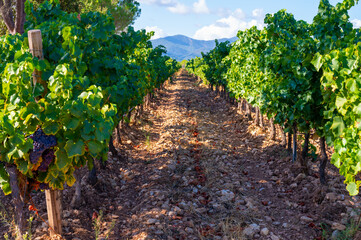 Fototapeta na wymiar Rows of ripe wine grapes plants on vineyards in Cotes de Provence, region Provence, south of France