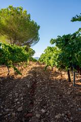 Fototapeta na wymiar Rows of ripe grenache wine grapes plants on vineyards in Cotes de Provence, region Provence, south of France