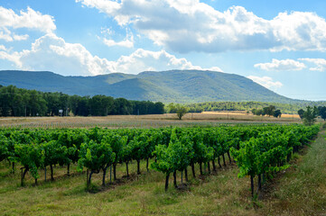 Fototapeta na wymiar Rows of ripe wine grapes plants on vineyards in Cotes de Provence, region Provence, Saint-Tropez, south of France