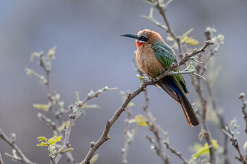 white-fronted bee-eater on a perch close to the colony nesting site