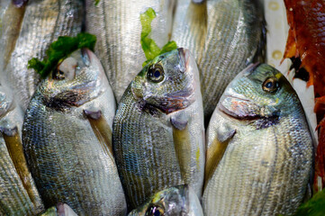 Catch of the day, fresh fish and sea food on ice in fish restaurant in Terracina, Italy