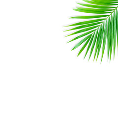 Fototapeta premium Real tropical leaves set pattern backgrounds on white.flat lay