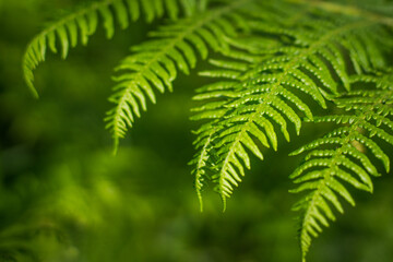 A close up macro photograph of fresh vibrant green fern leaves in the forest