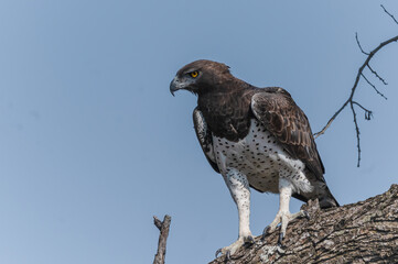 Impressive Martial Eagle peering at the bush in close proximity to his perch 