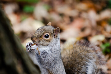 Squirrel by the tree in close-up munching on food in Luton Wardown Park, England.