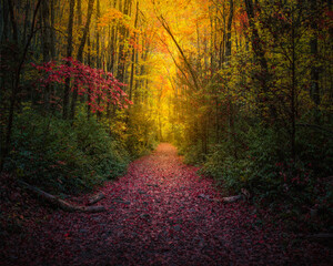 Leaf-Covered Foot Path Coursing Through Fall Colors