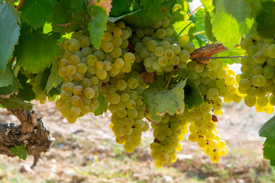 Ripe white wine grapes using for making rose or white wine ready to harvest on vineyards in Cotes  de Provence, region Provence, south of France