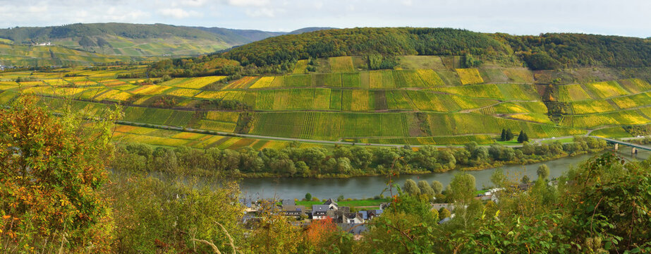 Weinberge zwischen P&uuml;nderich und Reil an der Mosel Panorama
