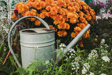 Metal watering pot staying behind of orange flowers in the garden © VeNN