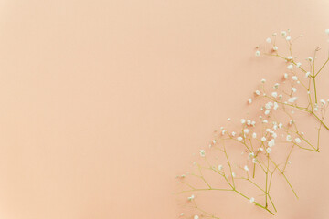 floral background with space, beige paper with gypsophila flowers