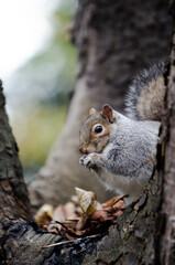 Adorable squirrel in the tree eating, close-up plan.