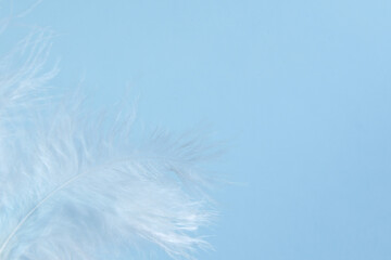Fototapeta na wymiar Blue background with blue bird's feathers, copy space