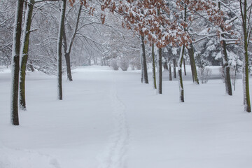 winter park covered with snow