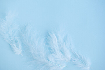 Fototapeta na wymiar Blue background with blue bird's feathers, copy space