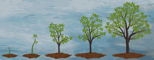 Five stages of growing maple tree against the sky.