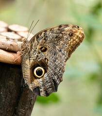 Owl butterfly in a park in South America
