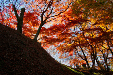 秋の霞ヶ城公園（福島県・二本松市）