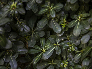 Colorful bright flower monstera. Natural floral background. Flower stalk and leaves.