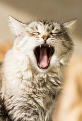 Beautiful silver cat face in yawning time. Female version of siberian breed